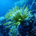 Green coral reef under water