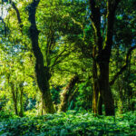 Rain forest
