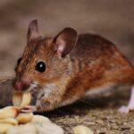 Animal blur close up cute
