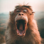 Selective focus photo of brown monkey