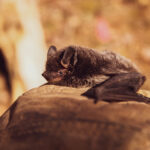 Selective focus photo of black bat on brown stone