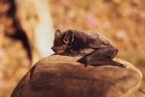 Selective focus photo of black bat on brown stone