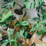 Green leaf plant lot