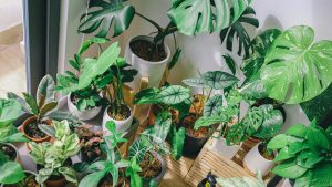 Green leaf plant lot