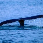 Photo of whale tail surfaces above water