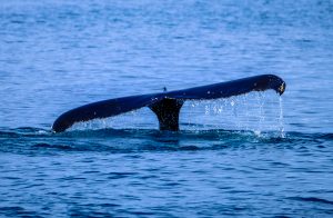 Photo of whale tail surfaces above water