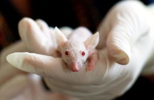 White baby mouse