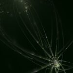 fractal, abstract, background
